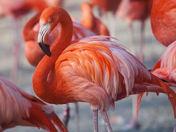 Zdjęcie kierunku: Aruba